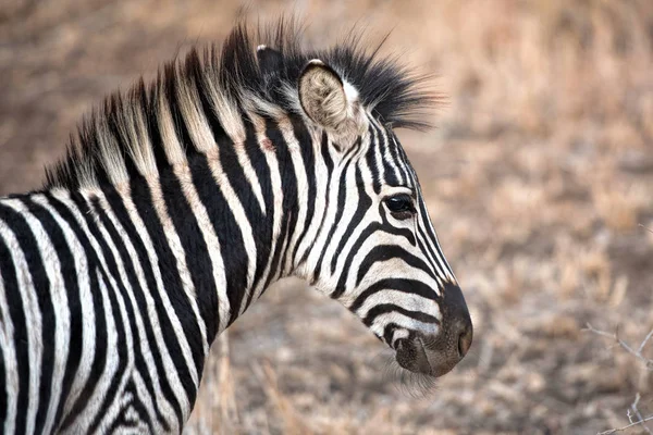 Zebra portré a Kruger Nemzeti Park — Stock Fotó