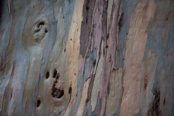 Textura da casca de eucalipto — Fotografia de Stock
