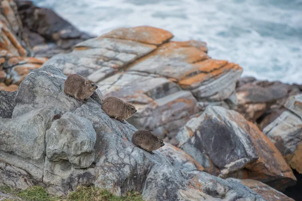 Rock hyrax animals — Stock Photo, Image