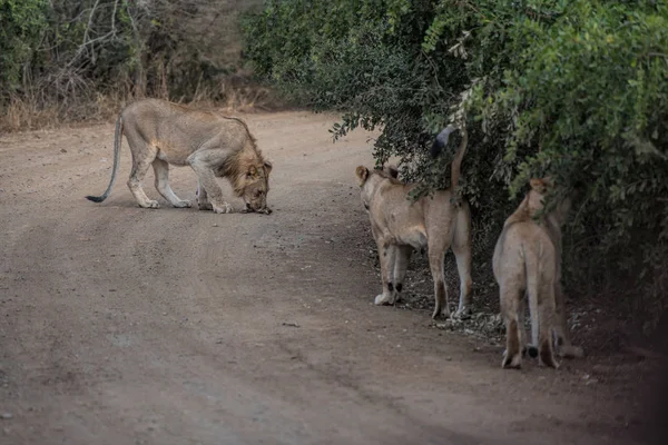 Lion et lionnes à la recherche de nourriture — Photo