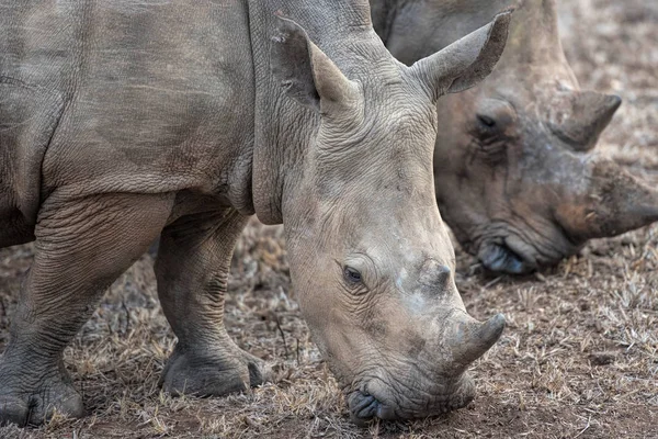 Rinocerontes brancos comendo grama — Fotografia de Stock