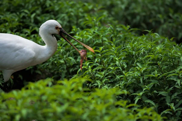 白いクロツラヘラサギ鳥と草 — ストック写真