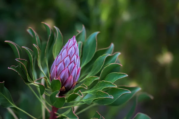 Flor de protea na África do Sul — Fotografia de Stock