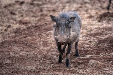 Afrika parkta vahşi yaban domuzu
