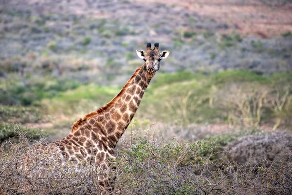 在南非 giraf — 图库照片