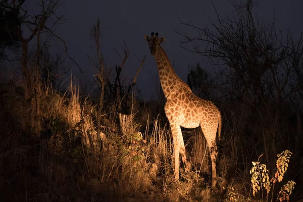 Giraf Güney Afrika — Stok fotoğraf