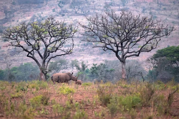 Peligro rinoceronte blanco exterior — Foto de Stock