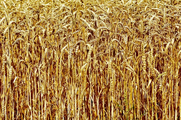 Feld mit goldenem Weizen — Stockfoto