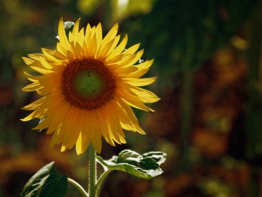 Sahada büyüyen ayçiçeği
