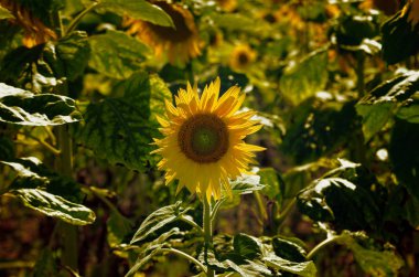 Ayçiçeği büyüyen ile alan