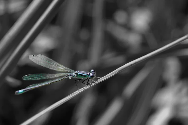 Dragonfly sitting on blade of grass — Stock Photo, Image