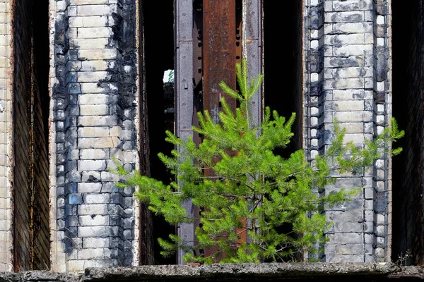 Conifer tree and bricks — Stock Photo, Image