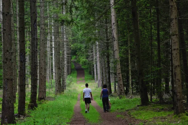 Les gens marchent dans la forêt — Photo