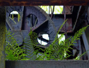 bitkiler ile terk edilmiş fabrikası