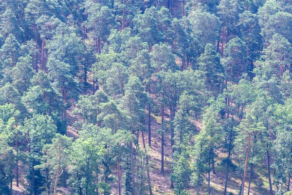Borovicový les, v horách — Stock fotografie