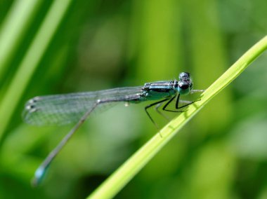 Kızböcekleri yeşil kök üzerinde