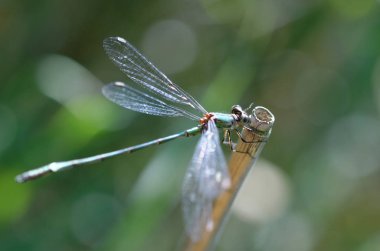 kök üzerinde oturan yusufçuk