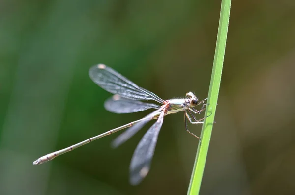 녹색 줄기에 damselfly — 스톡 사진