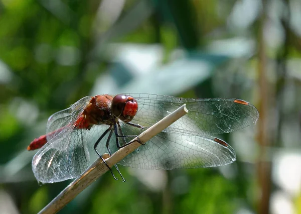 Dragonfly sitter på stam — Stockfoto