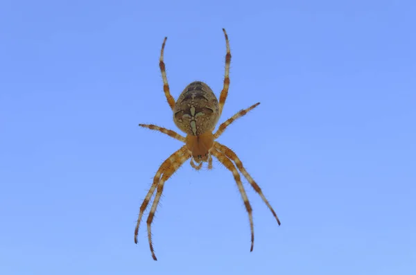 Spindel Epeira på himmel bakgrund — Stockfoto