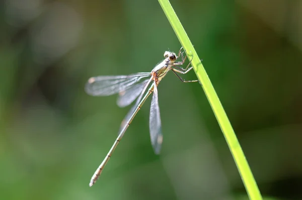 Libelinha no caule verde — Fotografia de Stock