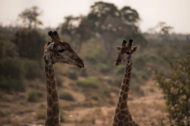 giraf in south africa clipart