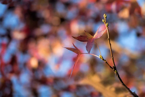 Viele Farben auf dem Herbstblatt — Stockfoto