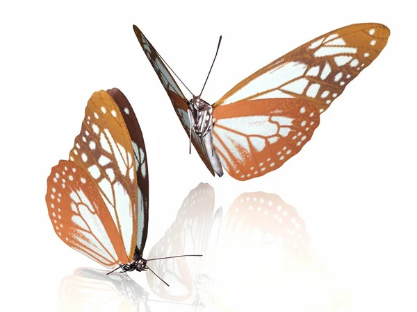 De mooie vlinder met vleugels — Stockfoto