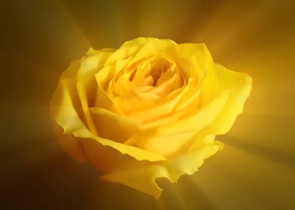 Bright Yellow Rose Flower Close — Stock Photo, Image