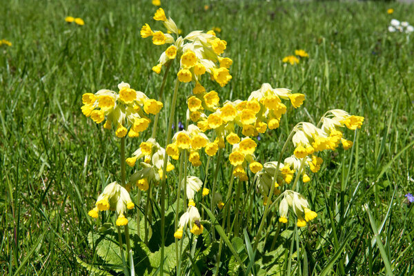 yellow primroses flowers on green meadow