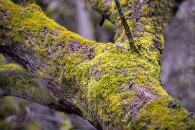 Ormandaki dalları üzerinde moss, yakın çekim