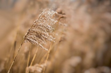 kahverengi sonbahar bitki bulanıklık alan arka plan üzerinde kapat