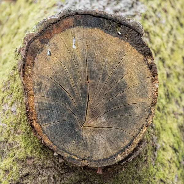 Kivágott Trunk Erdő Évgyűrük — Stock Fotó