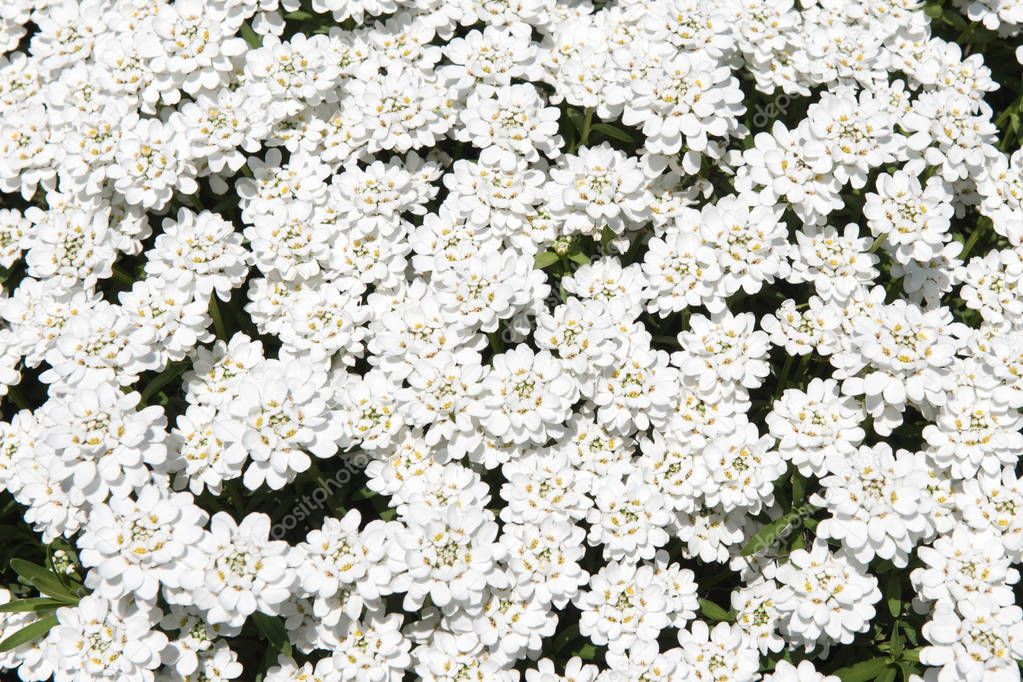 white iberis sempervirens flowers, top view