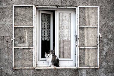 iki sevimli kediler ve pencere pervazına 