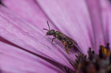 Arı Hylaeus leptocephalus, makro görünümü 