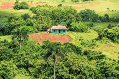 mogote güneşli gün Vinales Küba'da 