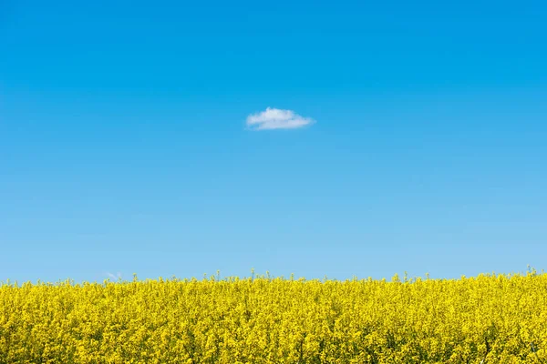 Campo Flores Colza Dia Ensolarado — Fotografia de Stock