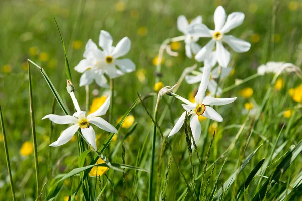 野生の水仙の花のクローズ アップ ビュー — ストック写真