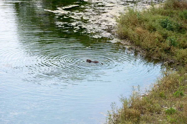 海狸游泳在河在夏天天 — 图库照片