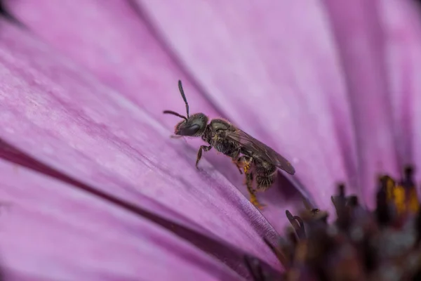 Abeja Hylaeus Leptocephalus Vista Macro —  Fotos de Stock