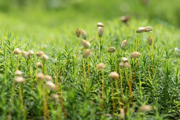 森林绿色苔藓的宏观视角 — 图库照片