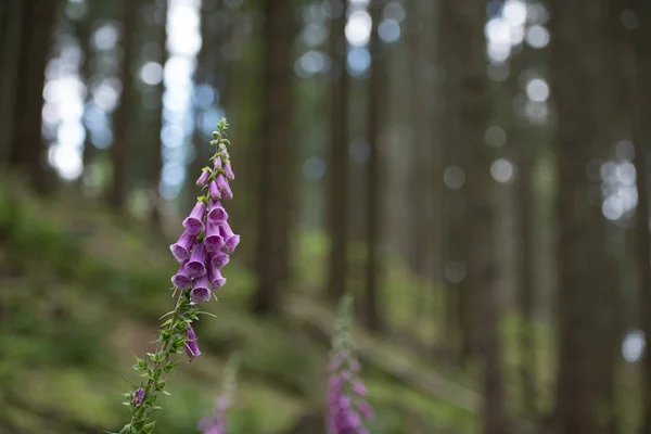 Vue Rapprochée Fleur Pourpre Gant Renard — Photo