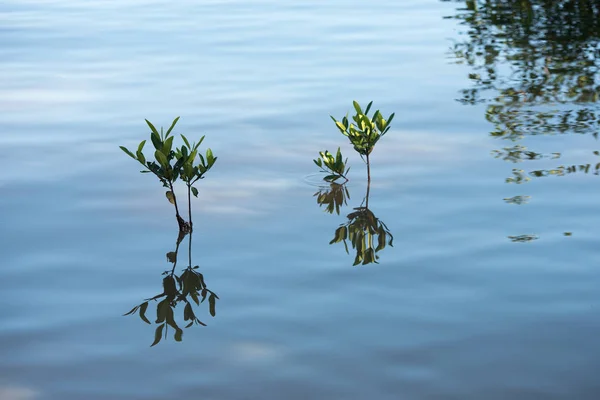 Green Plants Caribbean Sea Water — Stock Photo, Image