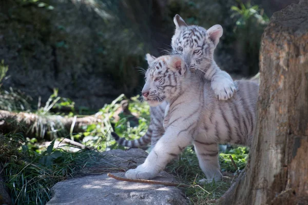 White young tigers — Stock Photo, Image