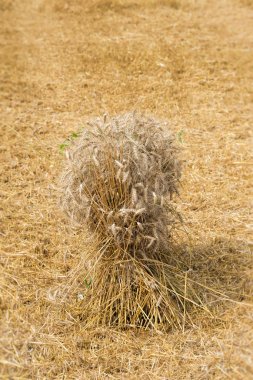 bohça-in buğday alanında