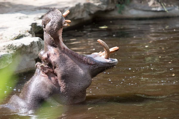 Hippopotame Dans Nature Vue Près — Photo