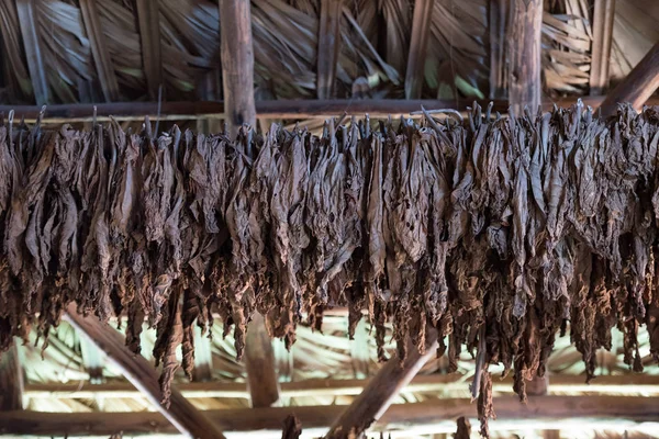 Tabaco Charuto Cuba — Fotografia de Stock