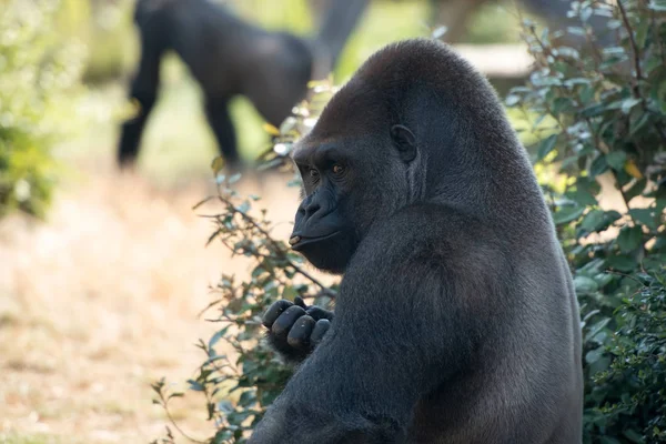 Der Männliche Gorilla Nahsicht — Stockfoto