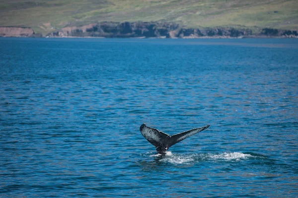 Ballena en el fiordo Dalvik — Foto de Stock